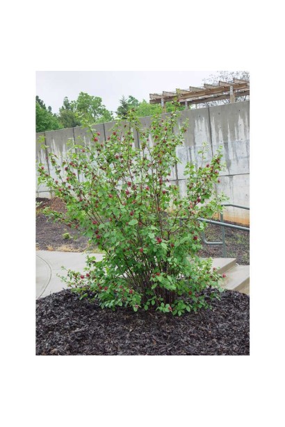 Формирование Каликантуса цветочного